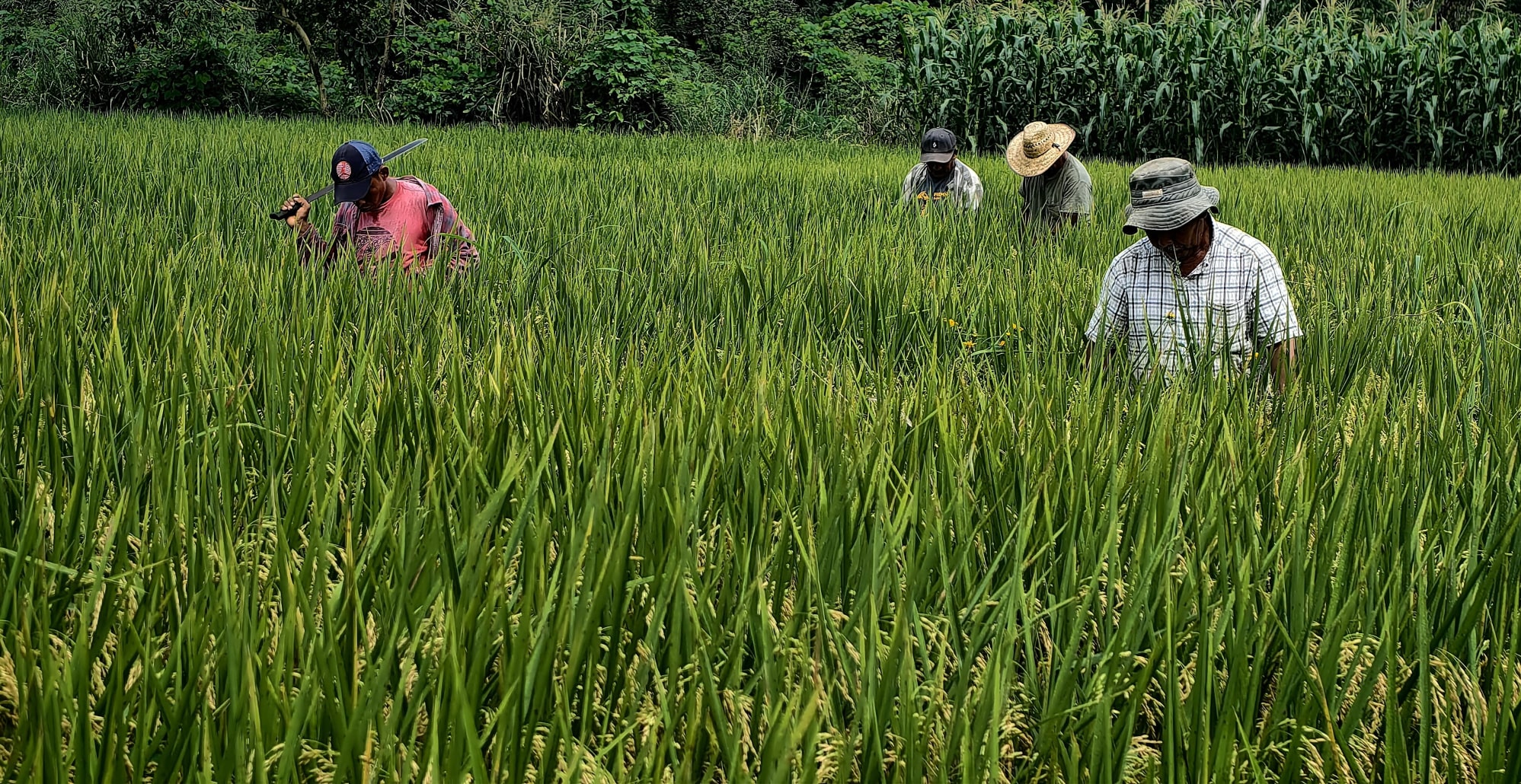 Lanzamiento híbrido de maíz amarillo ICTA grano de oro resistente a mancha de asfalto